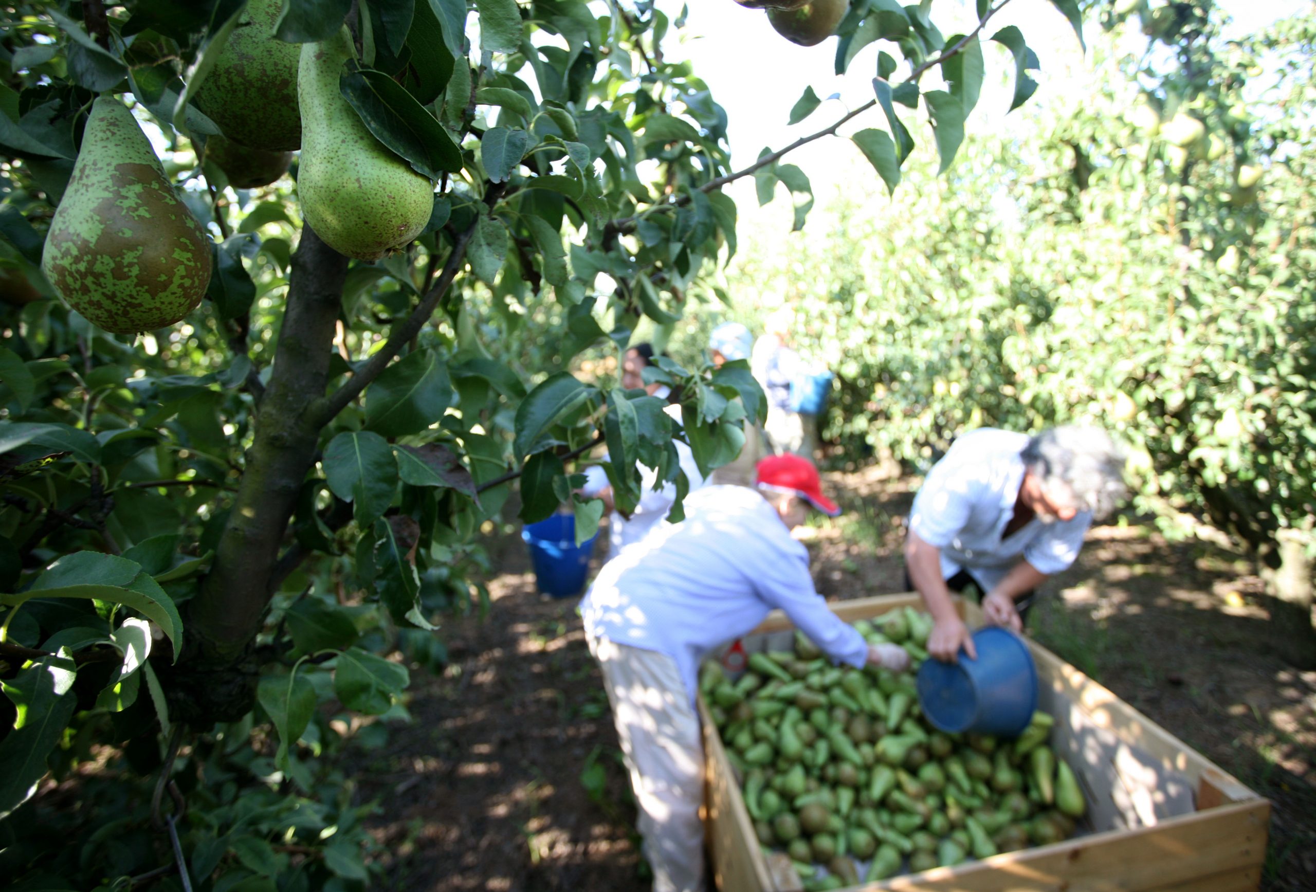 Este año… 20 millones de kilos de peras de la DOP Peras de Rincón de Soto