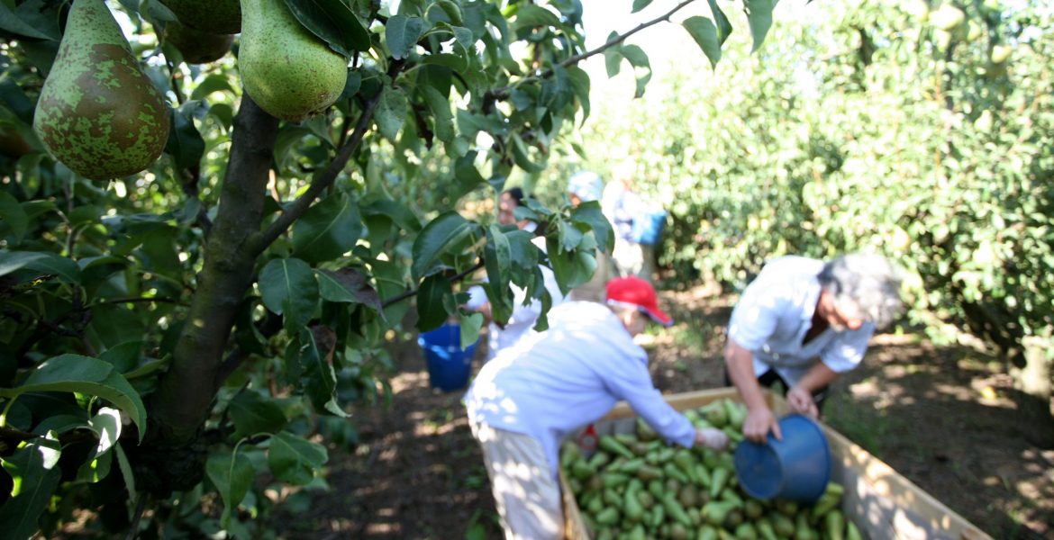 Este año… 20 millones de kilos de peras de la DOP Peras de Rincón de Soto